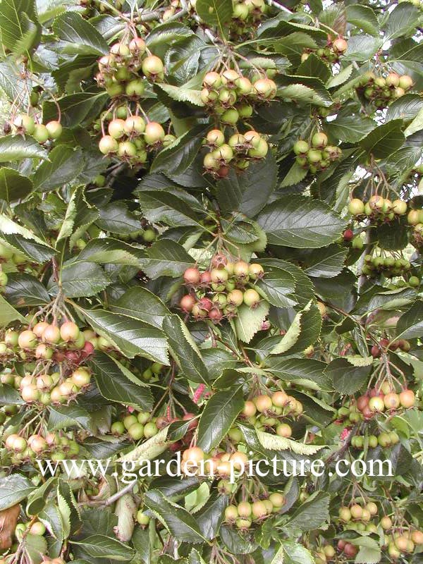Crataegus persimilis 'Splendens'