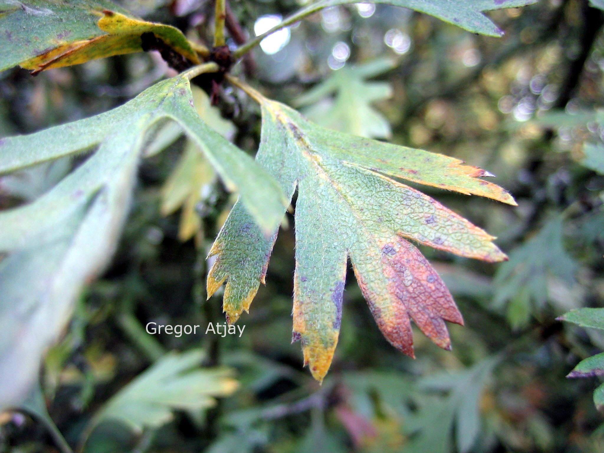 Crataegus tanacetifolia