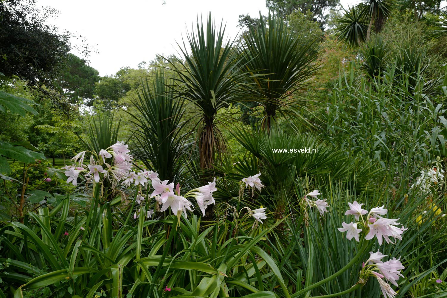 Crinum powellii