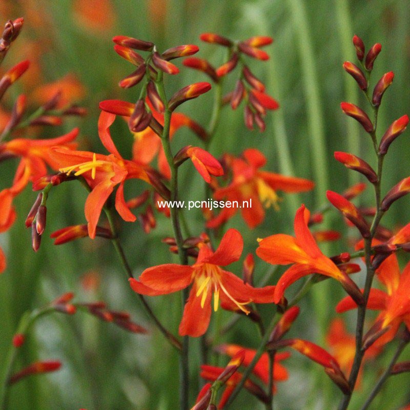 Crocosmia 'Carmine Brilliant'