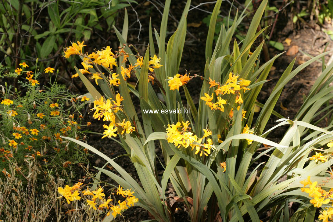 Crocosmia 'Solfatare' (64567)