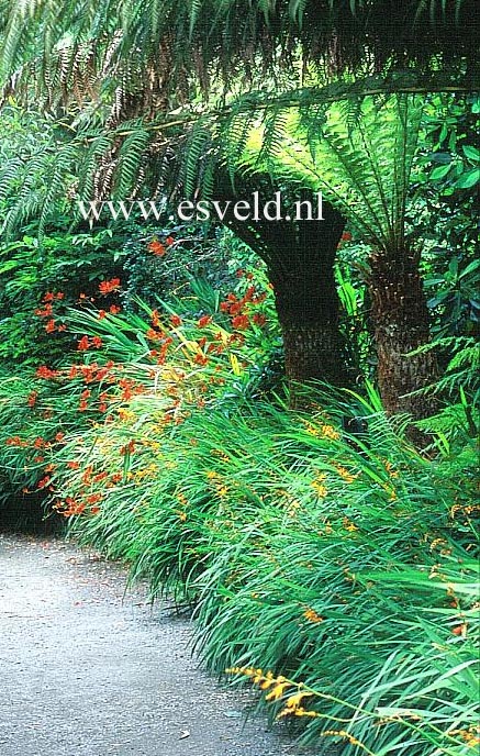 Crocosmia crocosmiiflora