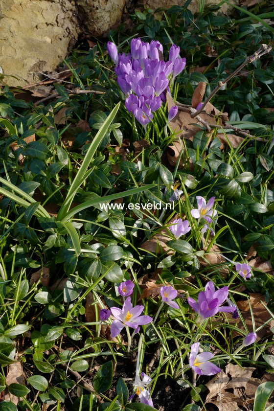 Crocus tommasinianus