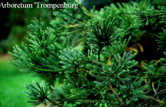 Cryptomeria japonica 'Araucarioides'