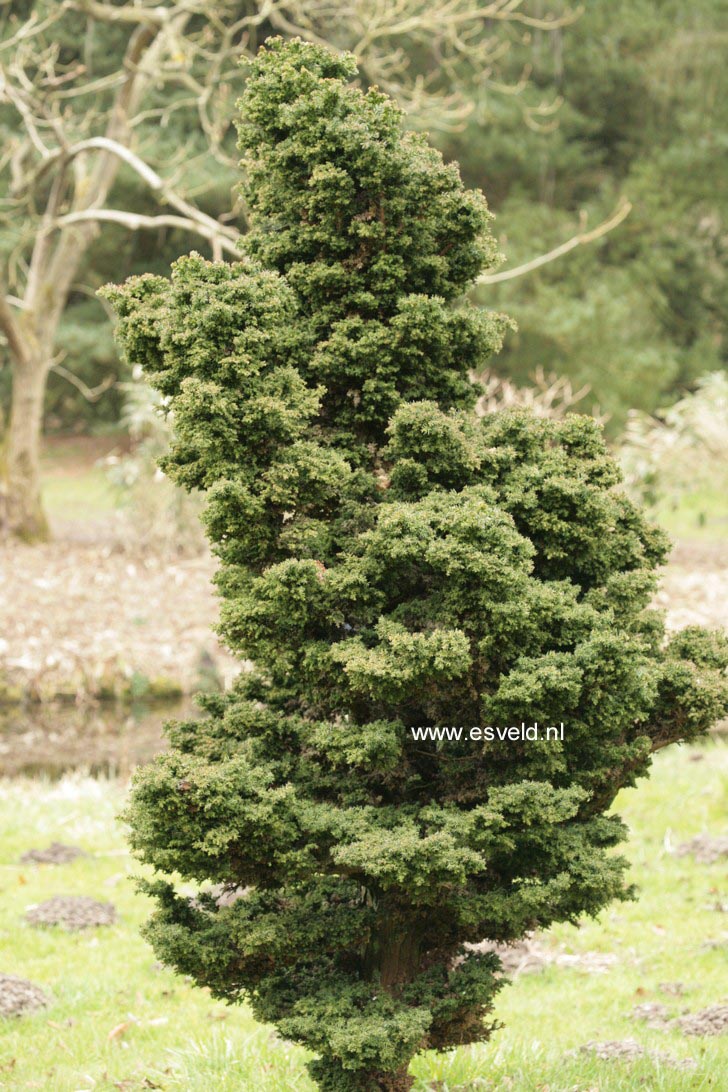 Cryptomeria japonica 'Bandai'