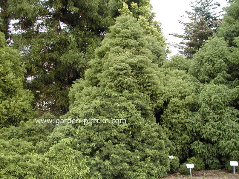Cryptomeria japonica 'Compressa'