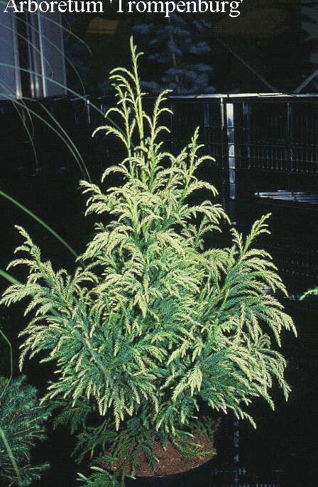 Cryptomeria japonica 'Hungarian Gold'