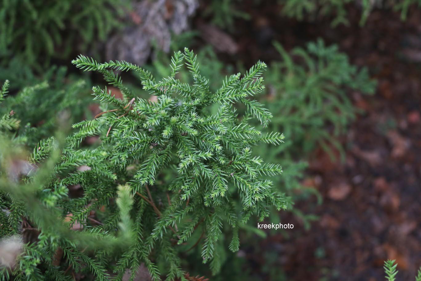 Cryptomeria japonica 'Jindai'