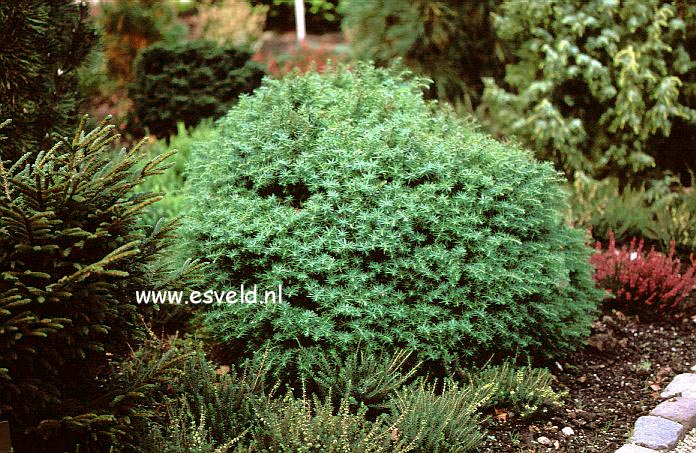 Cryptomeria japonica 'Mushroom'