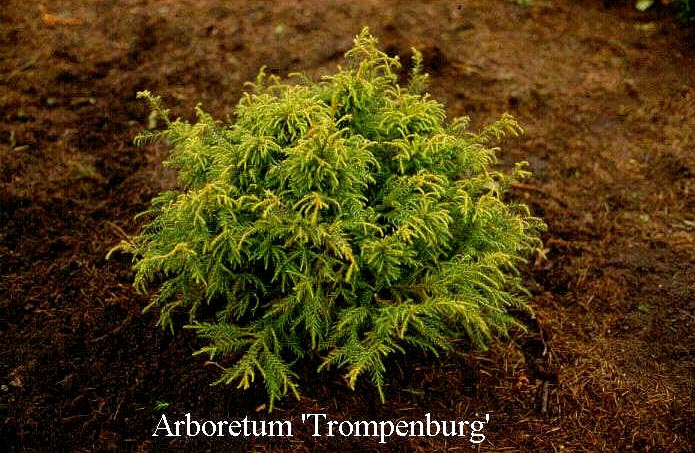 Cryptomeria japonica 'Pygmaea' Cryptomeria japonica 'Pygmaea'