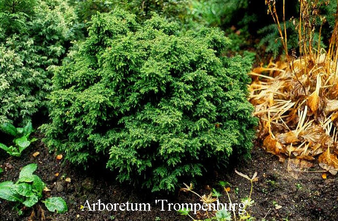 Cryptomeria japonica 'Tansu'