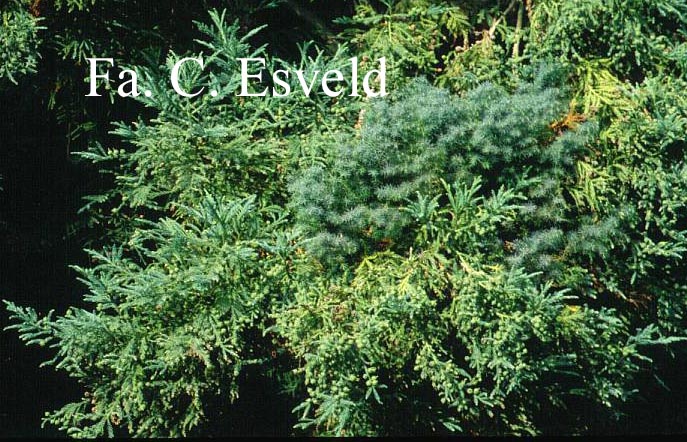 Cryptomeria japonica