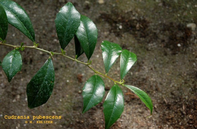 Cudrania pubescens