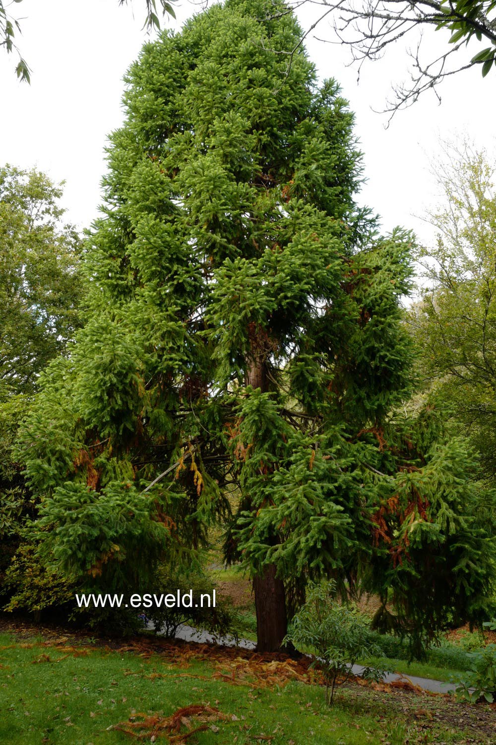 Cunninghamia konishii