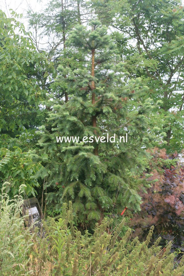 Cunninghamia lanceolata 'Glauca'