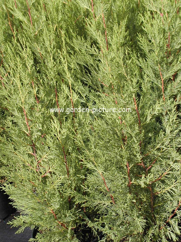 Cupressocyparis leylandii 'Clone 2001' Cupressocyparis leylandii 'Clone 2001'