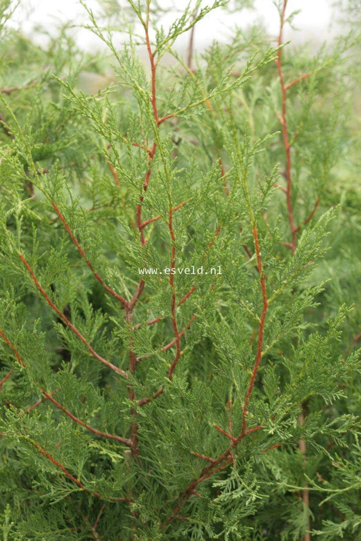 Cupressocyparis leylandii 'Column' (36067)