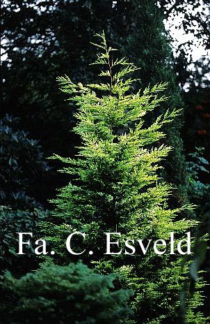 Cupressocyparis leylandii 'Golconda' Cupressocyparis leylandii 'Golconda'