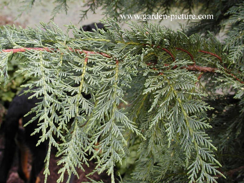 Cupressocyparis leylandii 'Naylor's Blue'