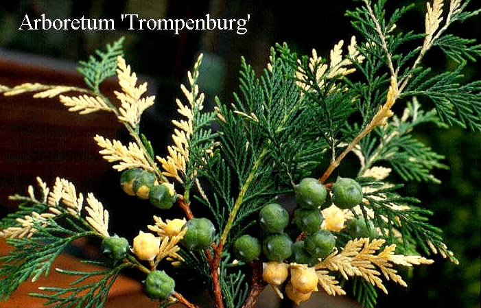 Cupressocyparis leylandii 'Silver Dust'