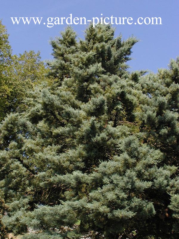 Cupressus arizonica 'Conica'