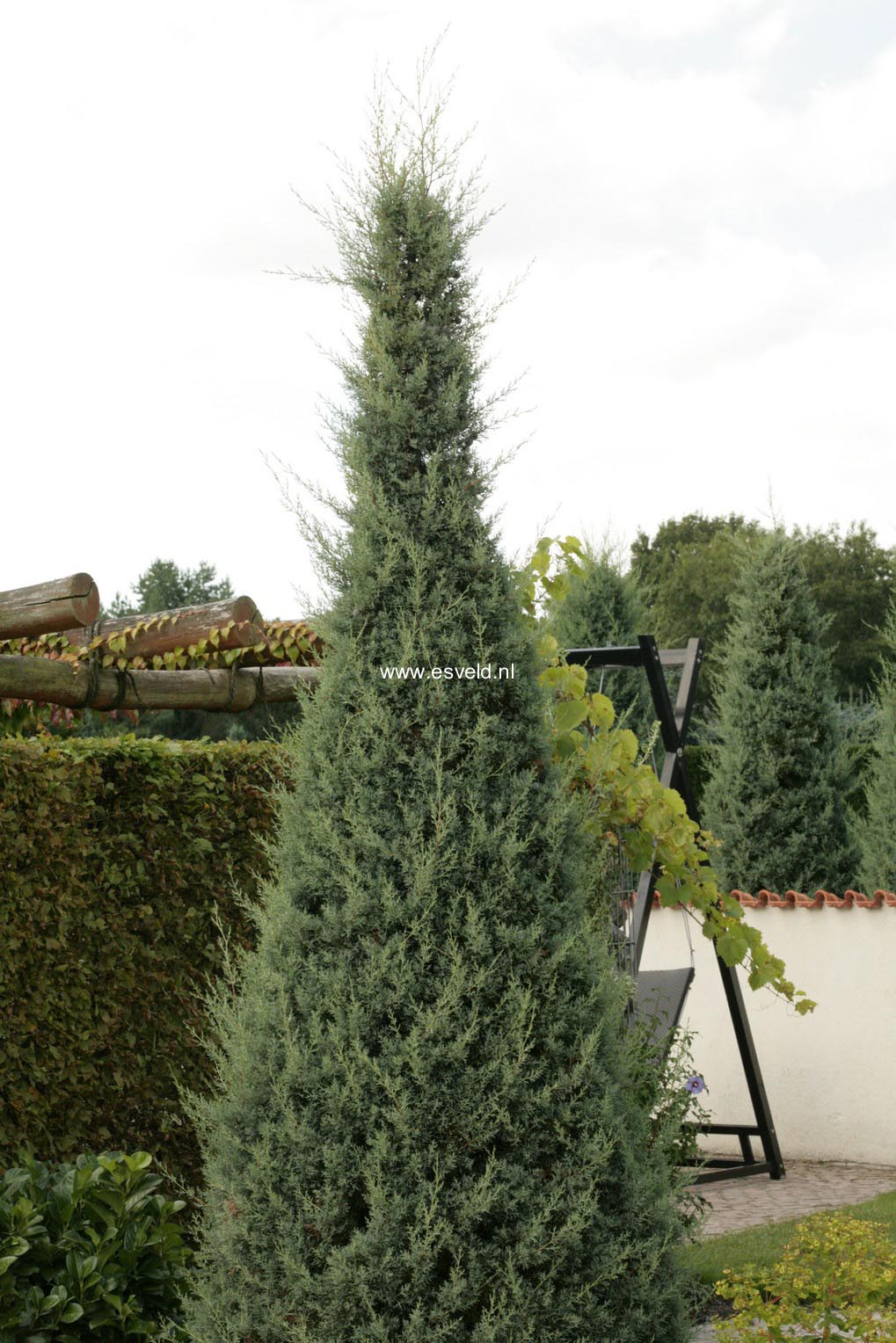Cupressus arizonica 'Fastigiata' (47230)