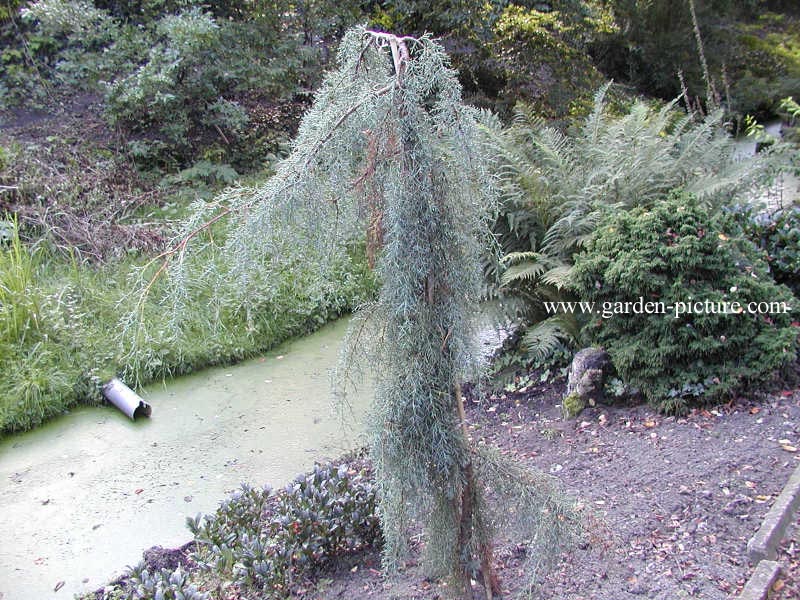 Cupressus arizonica 'Raywood's Weeping' Cupressus arizonica 'Raywood's Weeping'