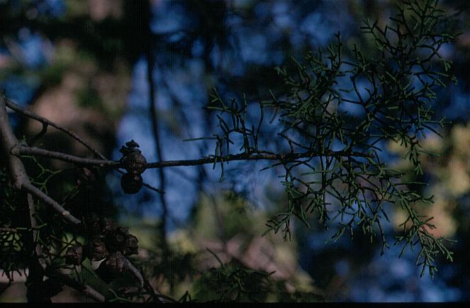 Cupressus arizonica glabra