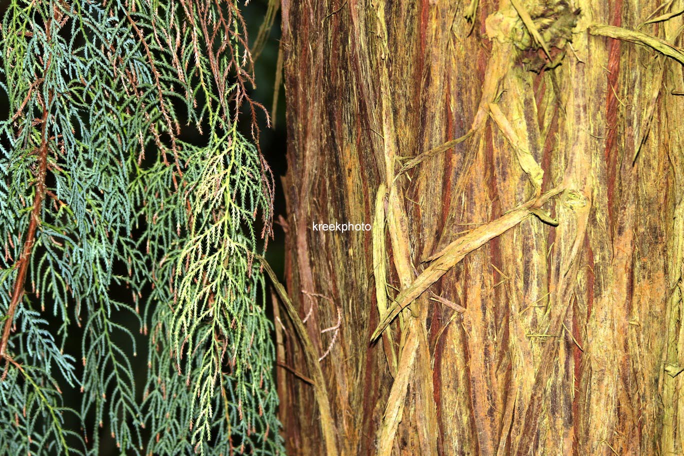 Cupressus cashmeriana