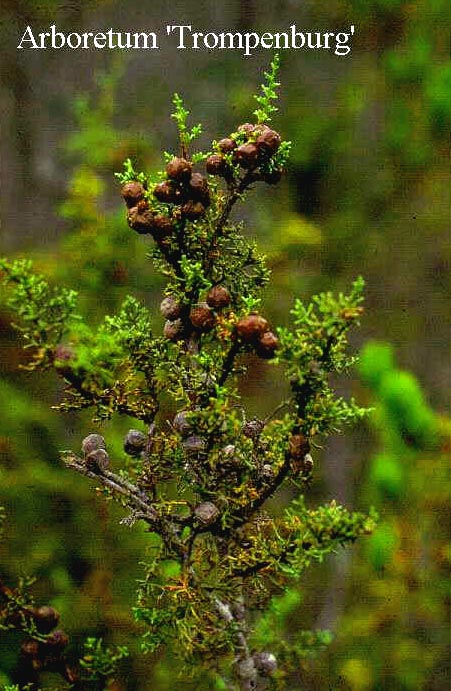 Cupressus macrocarpa 'Pygmaea'