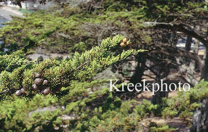 Cupressus macrocarpa