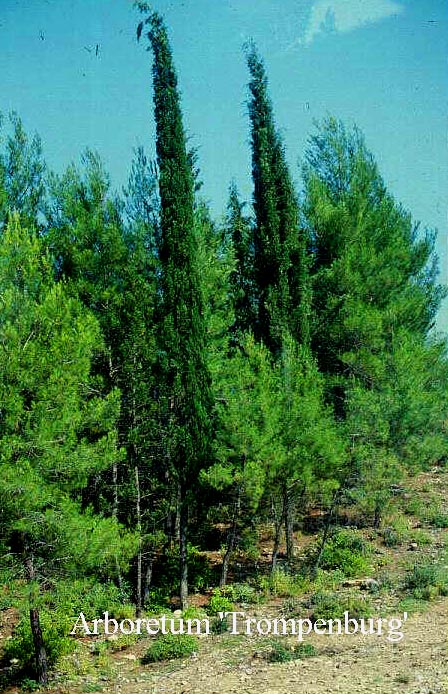 Cupressus sempervirens 'Stricta'