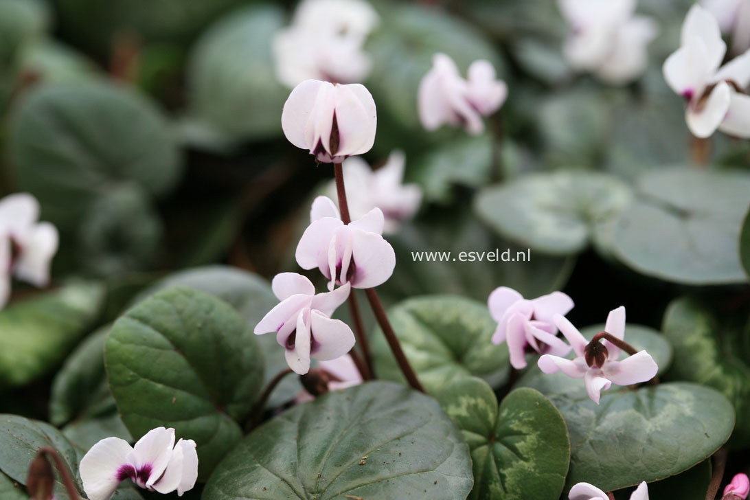 Cyclamen coum 'Album'