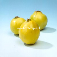 Cydonia oblonga 'Ludovic' (88556)