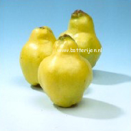 Cydonia oblonga 'Portugal'