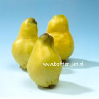 Cydonia oblonga 'Vranja' (88553)