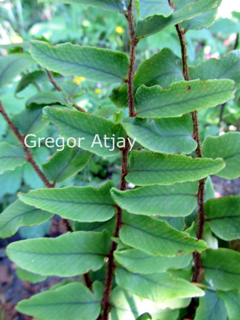 Cyrtomium fortunei var. clivicola