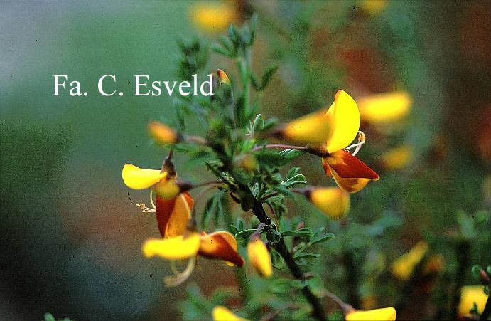 Cytisus 'Andreanus Splendens'