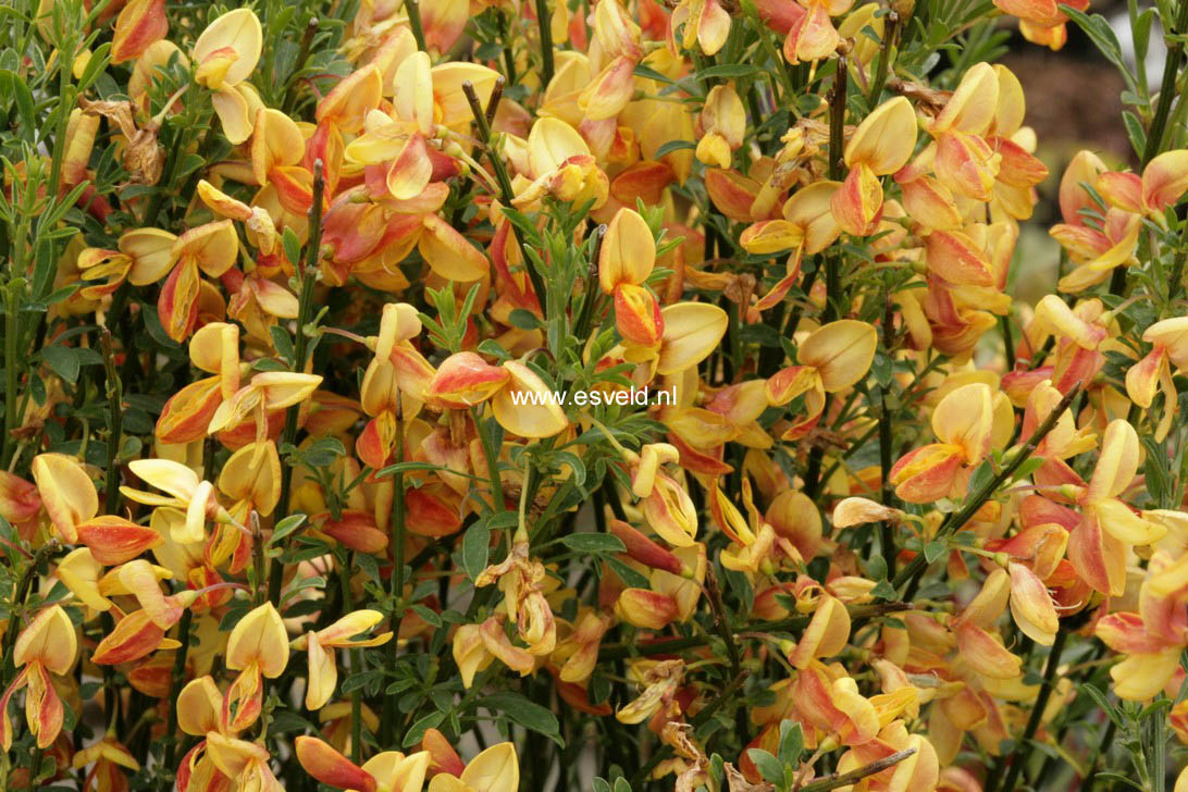 Cytisus 'Apricot Gem' Cytisus 'Apricot Gem'
