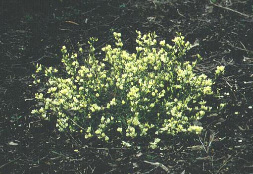 Cytisus 'Devon'