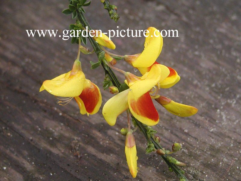 Cytisus 'Firefly'