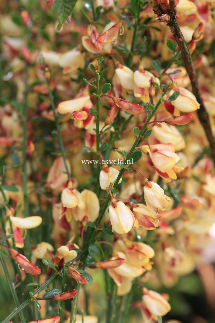 Cytisus 'Goldfinch' Cytisus 'Goldfinch'