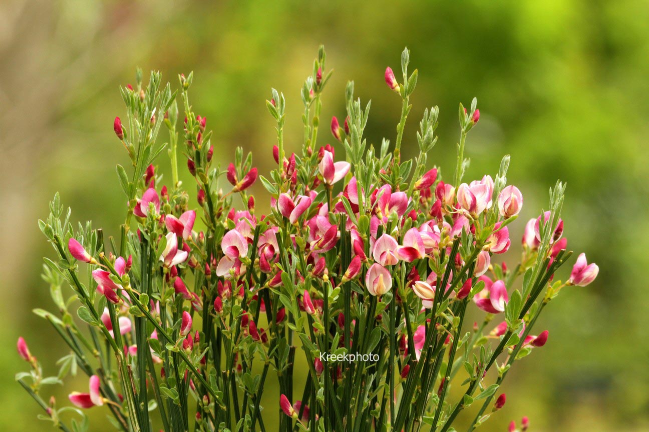 Cytisus 'Mrs. Norman Henry'