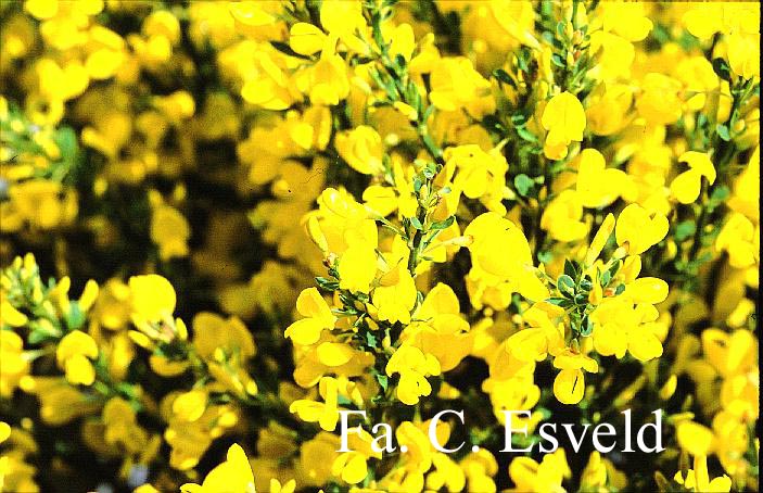 Cytisus beanii 'Osiris'