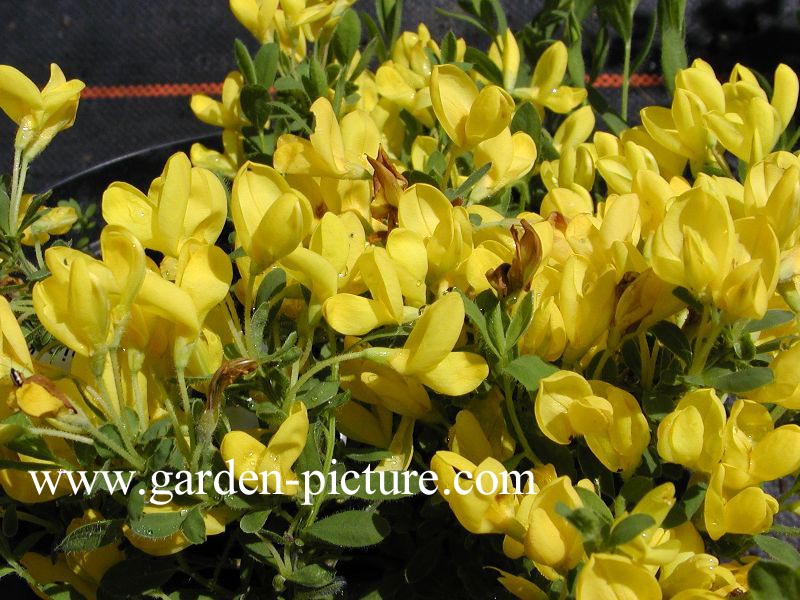 Cytisus decumbens
