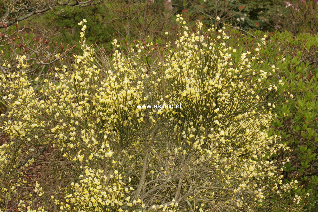 Cytisus kewensis