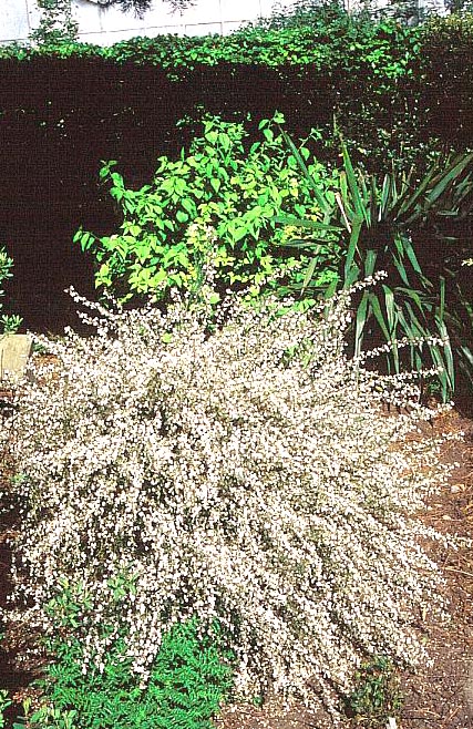 Cytisus multiflorus Cytisus multiflorus