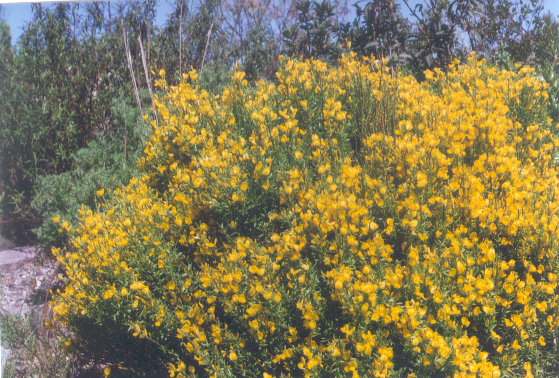Cytisus purgans Cytisus purgans
