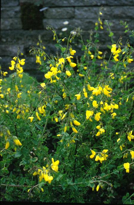 Cytisus sessilifolius