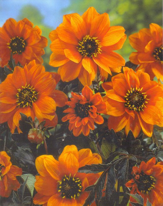 Dahlia 'Bishop of Oxford'